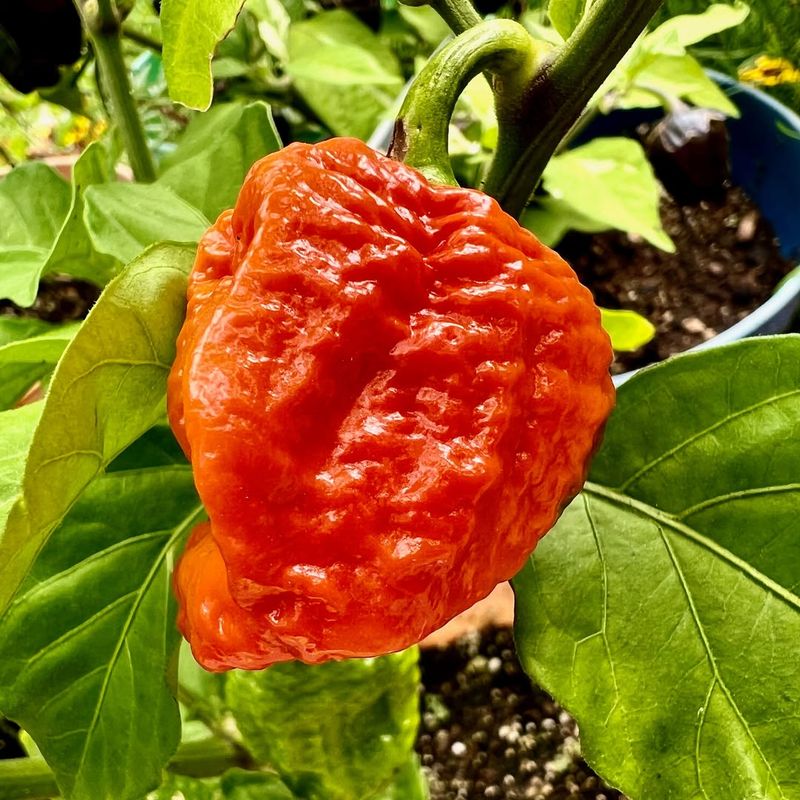 Infinity Chili