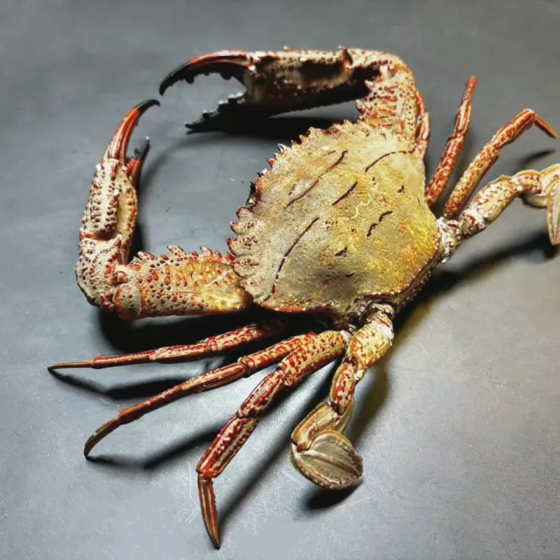Velvet Crab