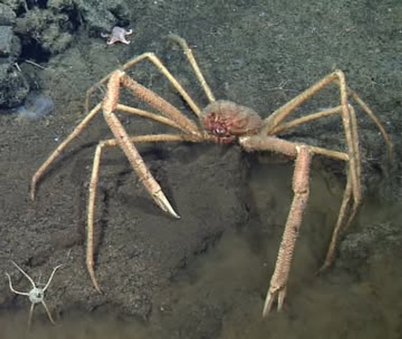 Spider Crab