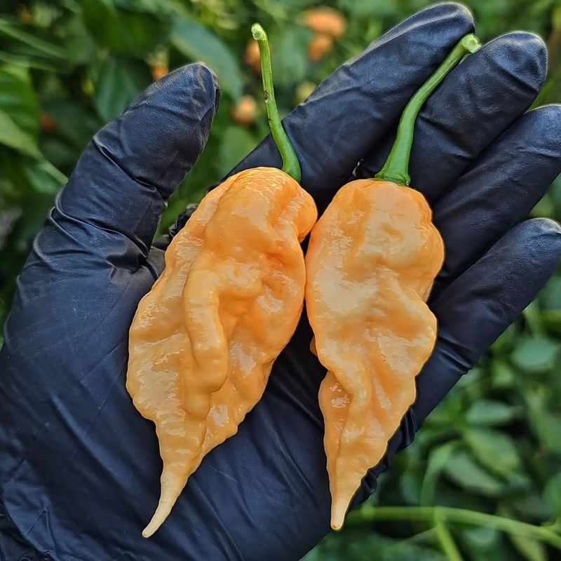 Peach Ghost Scorpion