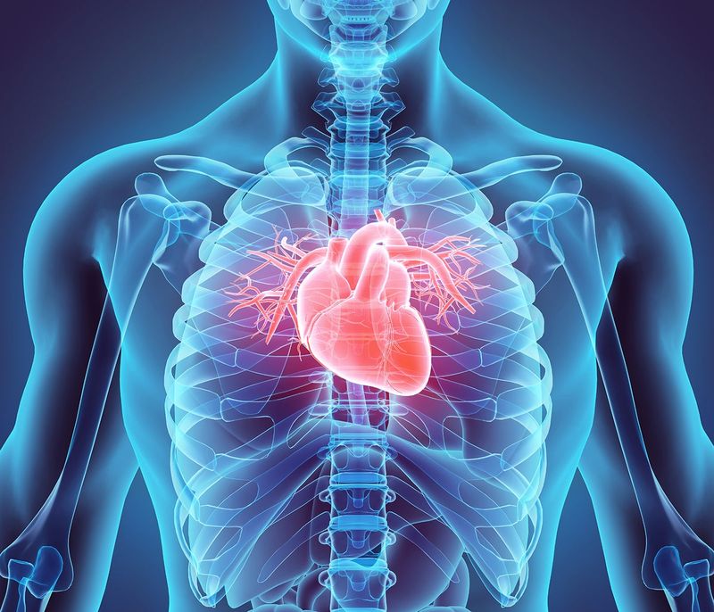 Supports Heart Health