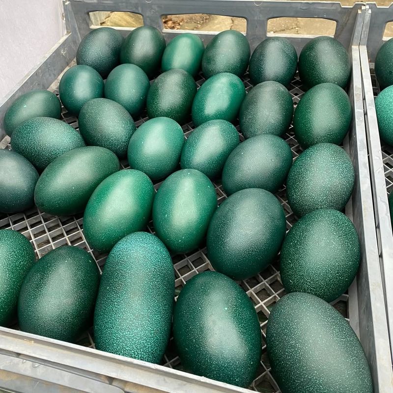 Emu Eggs