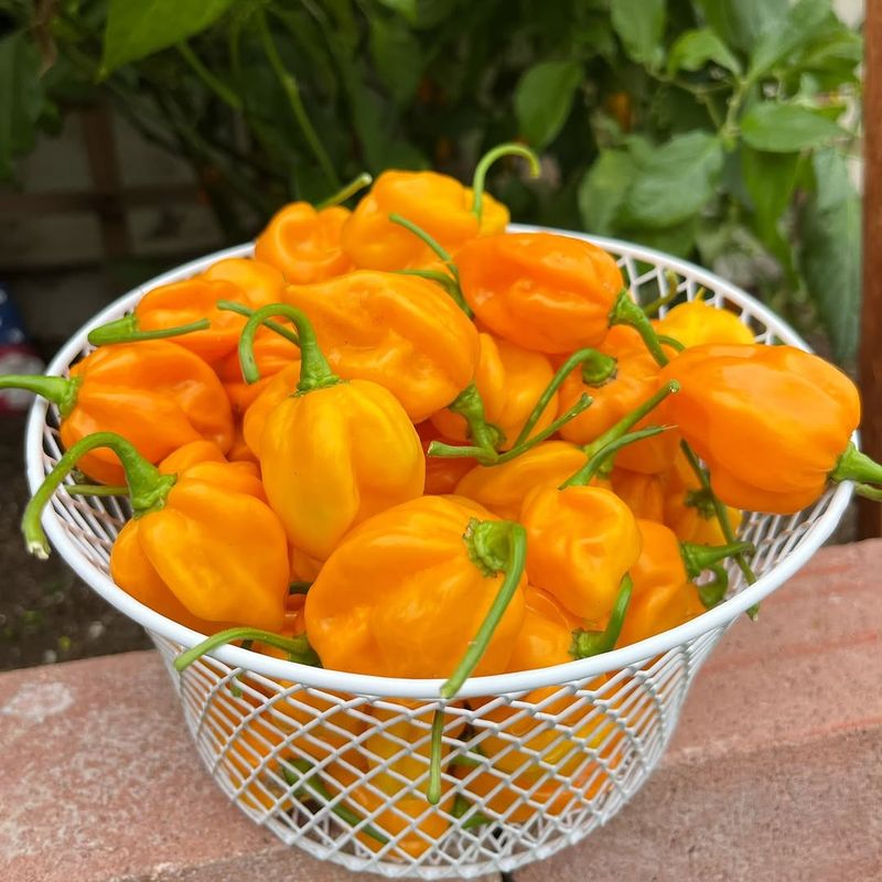 Fatalii