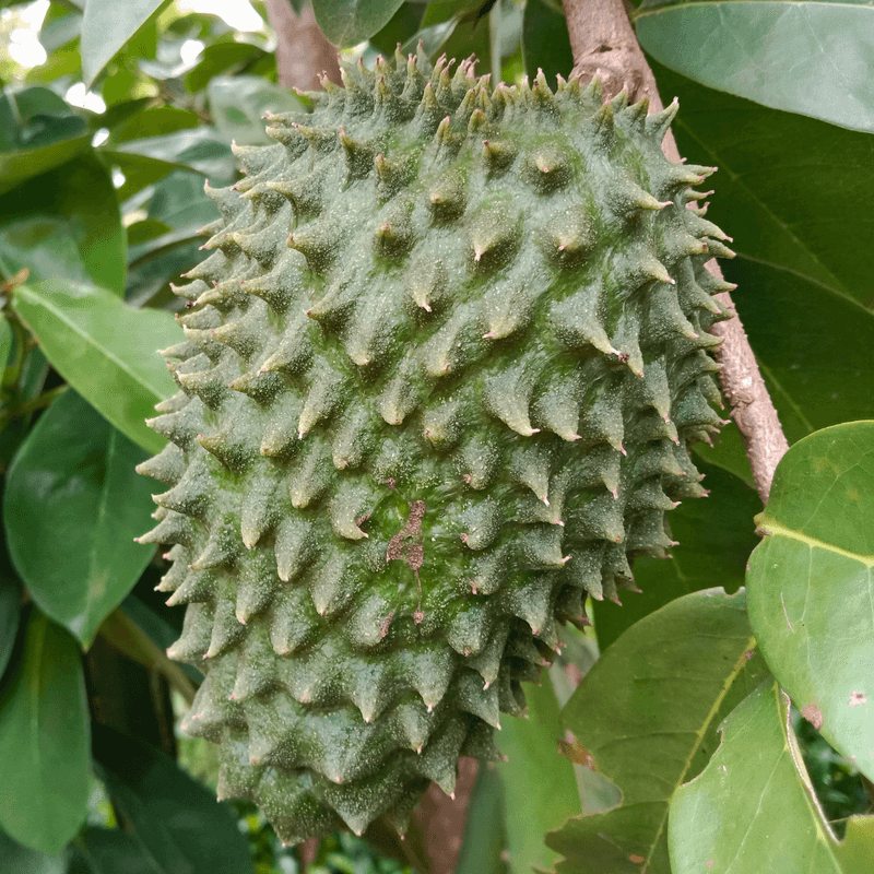 Soursop Jam Adventure