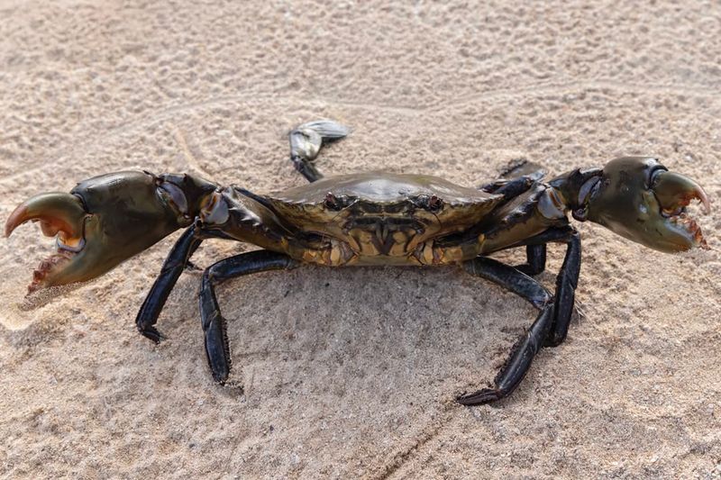 Mud Crab