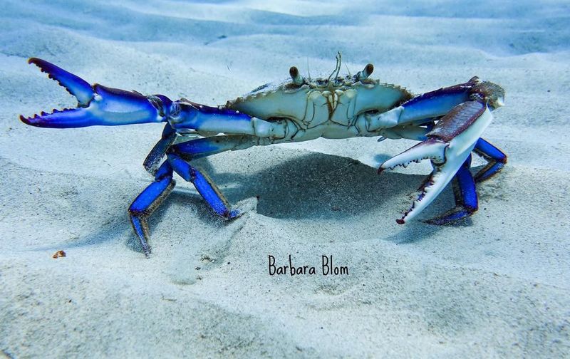Chesapeake Blue Crab
