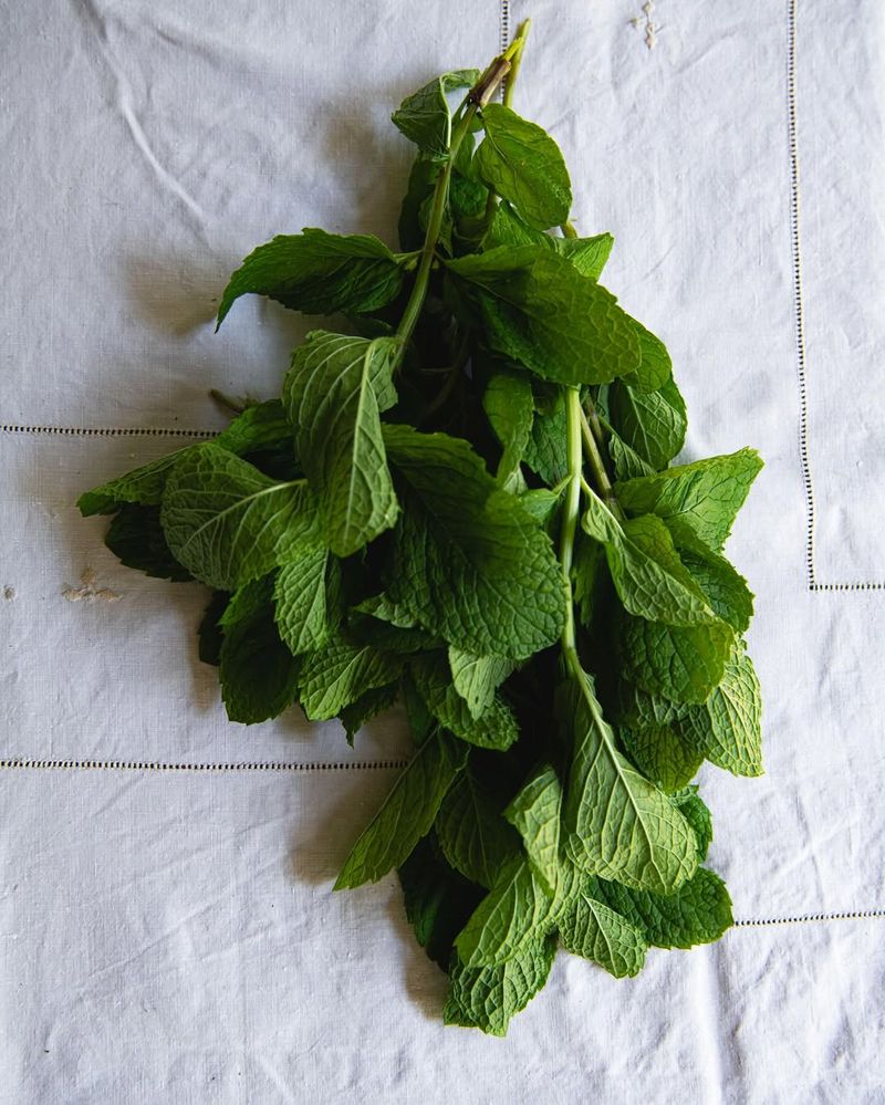 Chopped Fresh Mint