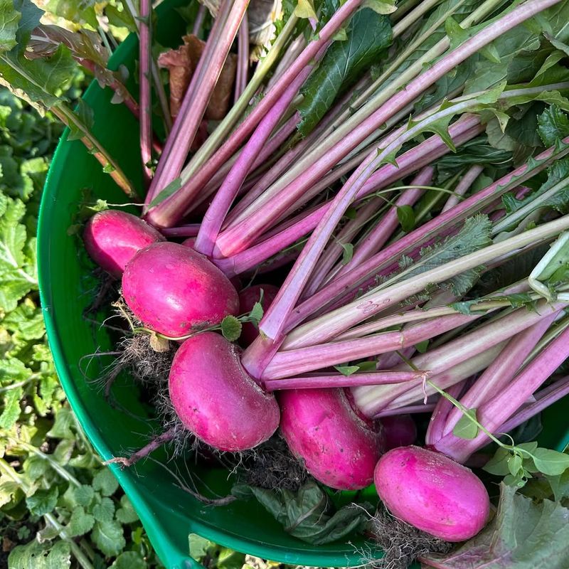 Turnips
