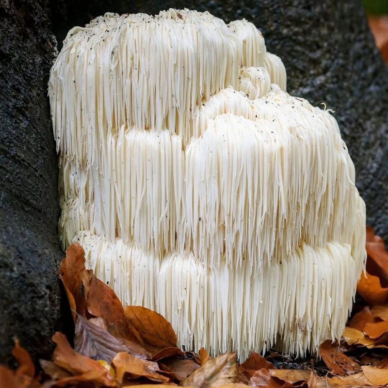 Lion's Mane Mushroom