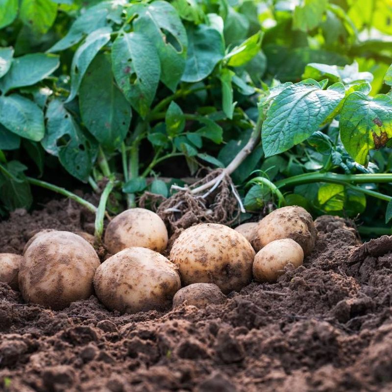 Potatoes