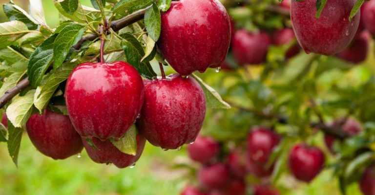13 Common Fruits That Double As Natural Remedies And 6 That Take Health Benefits To The Next Level