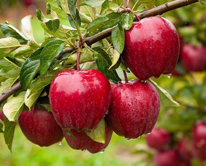 Crunchy Apples