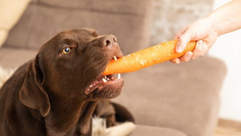 appetite boosters for dogs