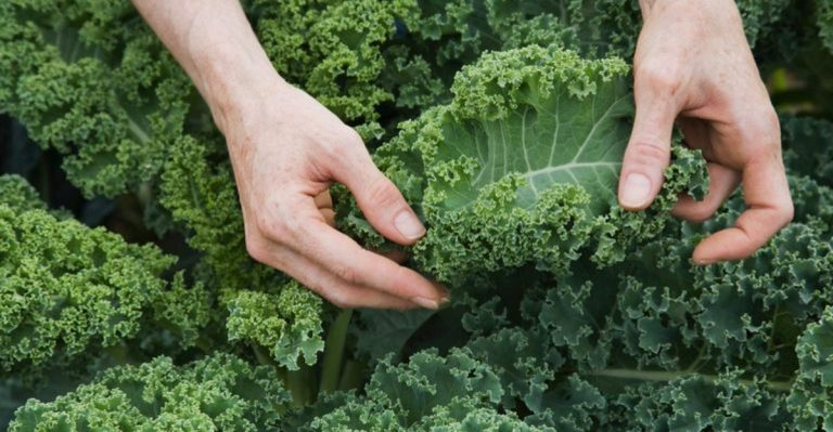 superfood champions full of vitamin A