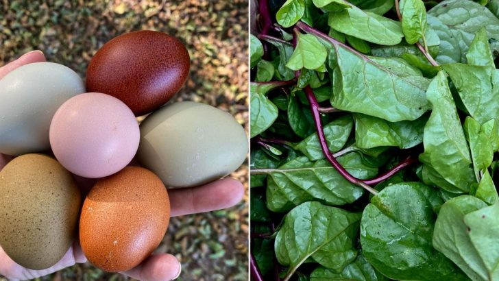 20 Microwave Mishaps: Foods You Should Never Reheat This Way