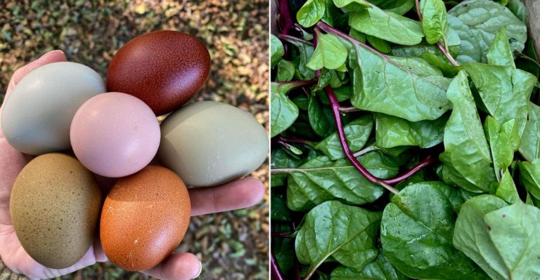 foods you shouldn't put in microwave