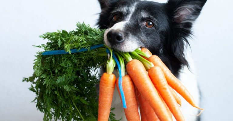 9 Foods Dogs Love + 8 They Should Never Eat