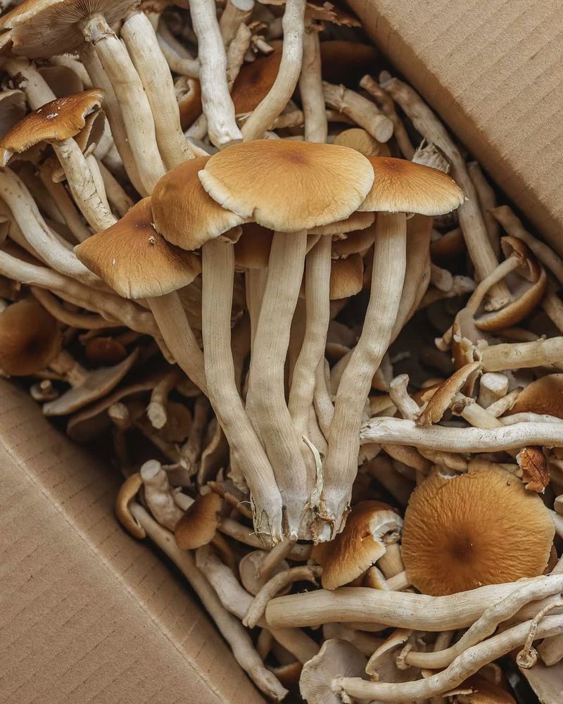 Wild Mushrooms