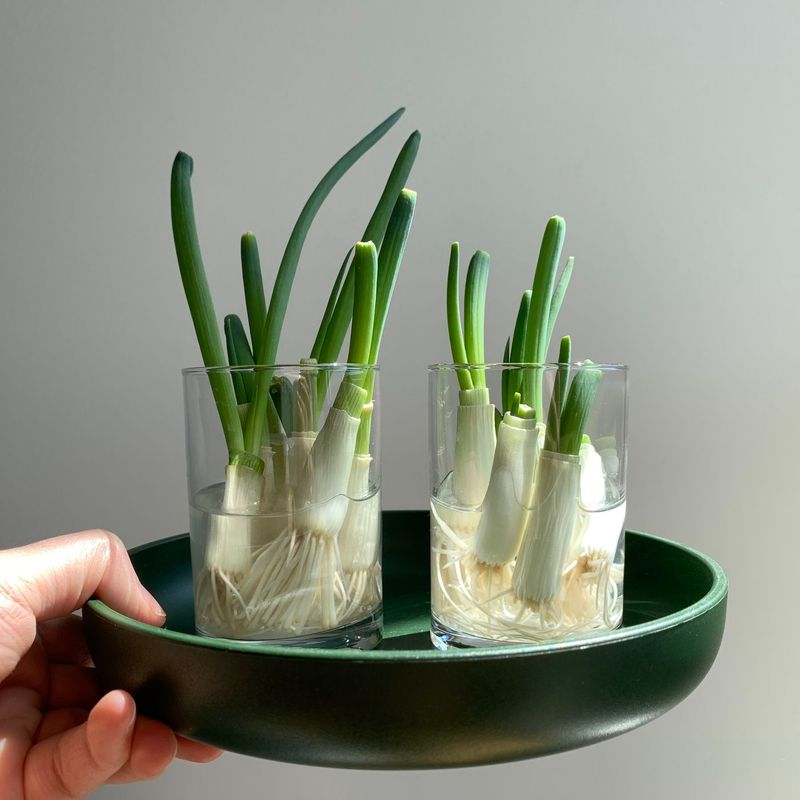 Regenerate Green Onions