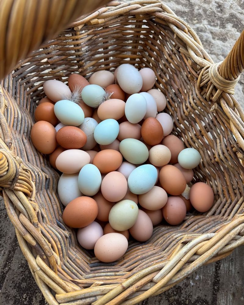 Eggs