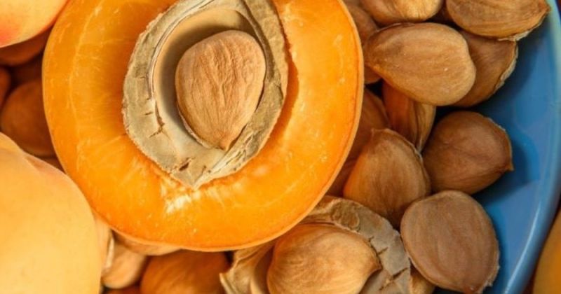 Apricot Kernels