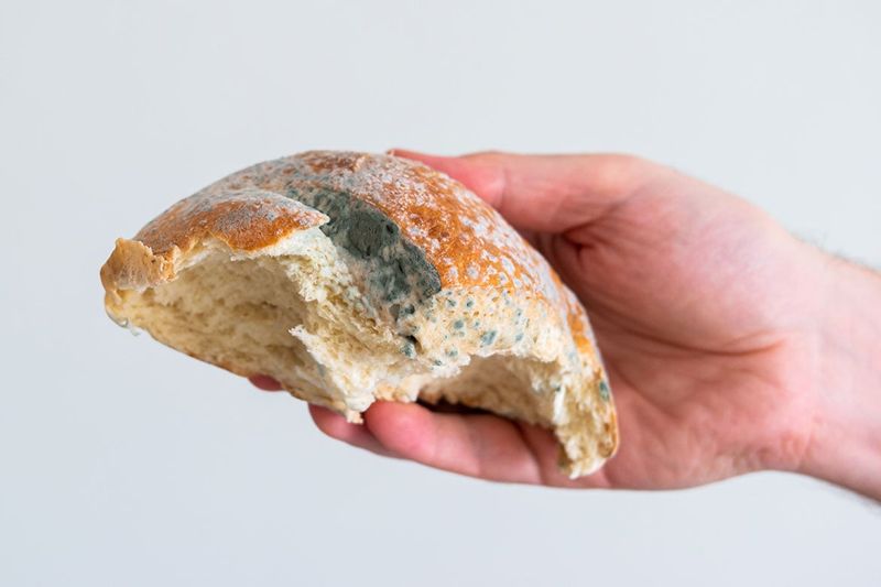 Fresh Bread - The Mold Menace