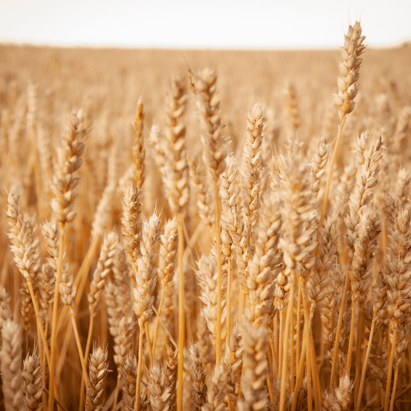 Wheat Worries