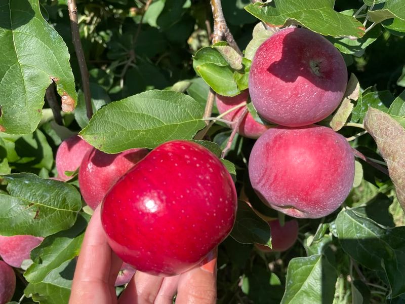 Apples