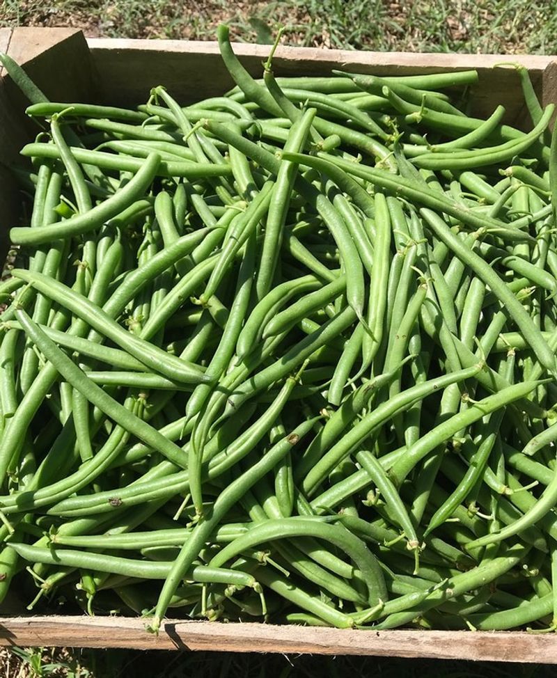 Green Beans