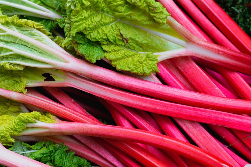 Rhubarb Leaves