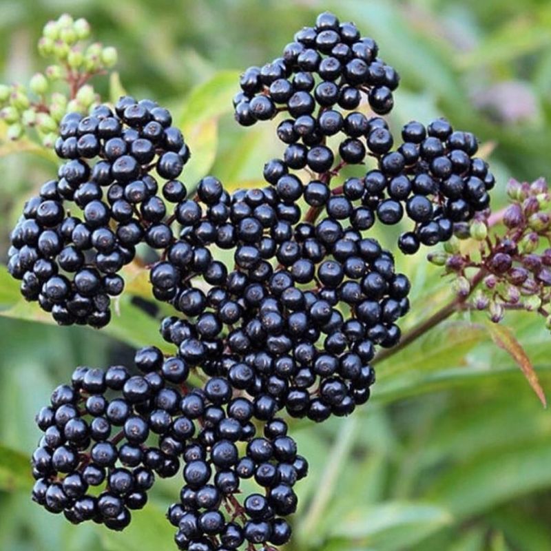 Elderberries