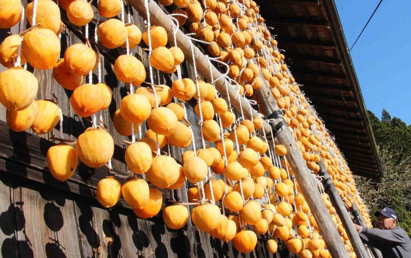 Ancient Fruit With Cultural Significance