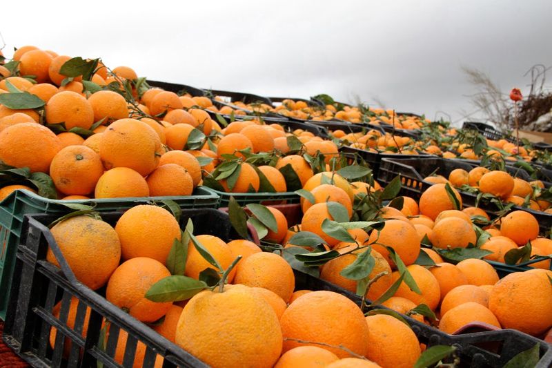 Mandarin Oranges: Sunshine Segments