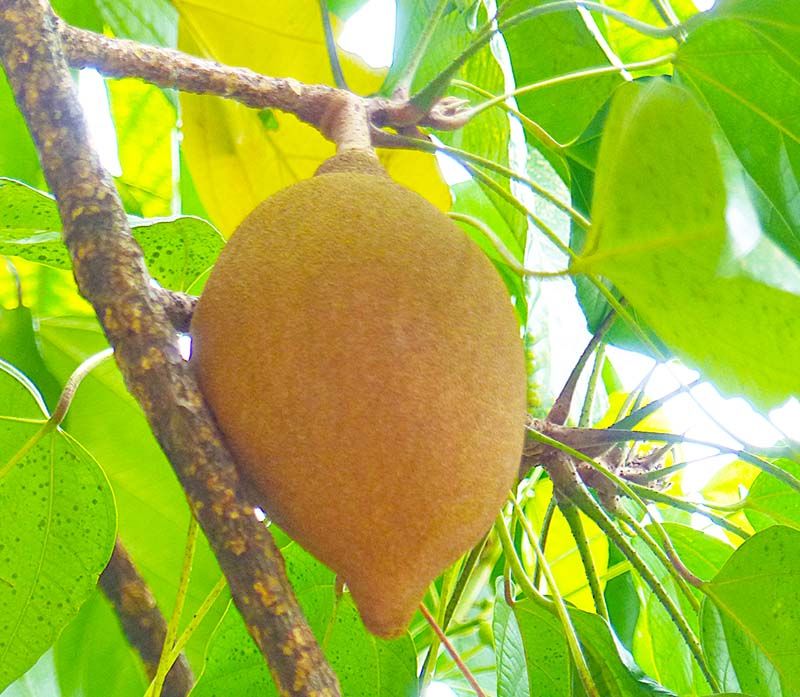 Pangium Edule