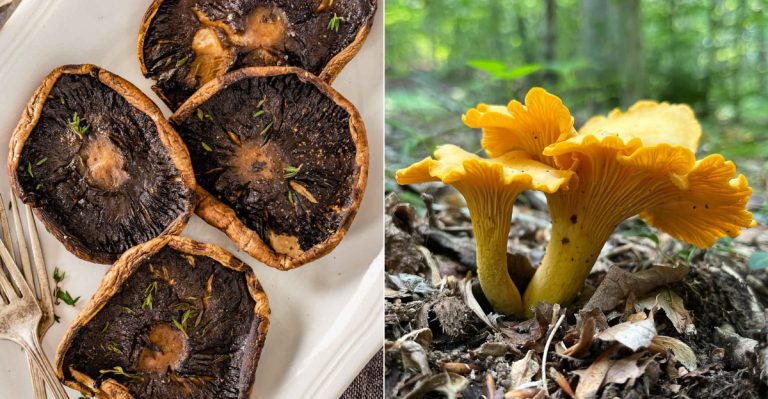 Happy National Mushroom Day – A Guide To The Edible Shrooms Sprouting Across The USA