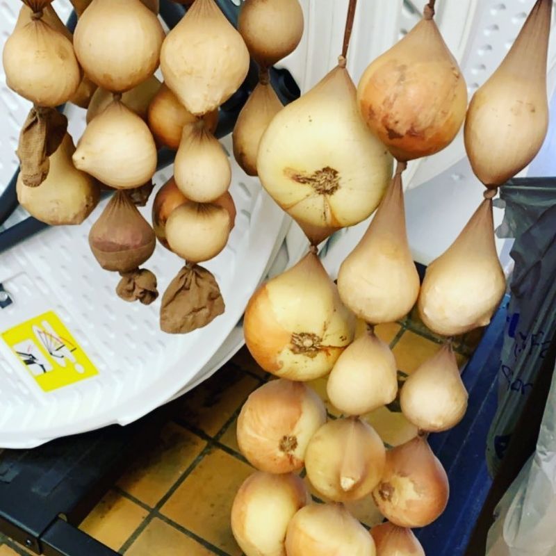 Onions And Pantyhose