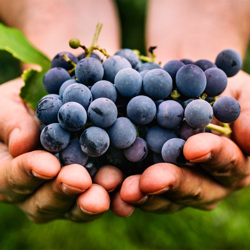 Grapes