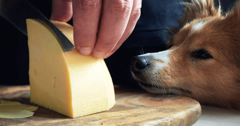 Cheese