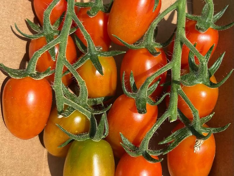 Tomatoes