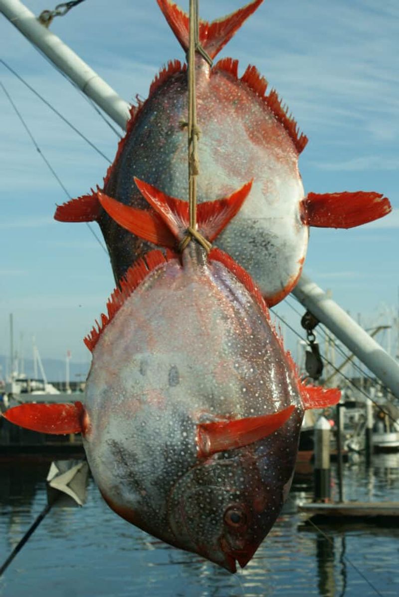 Moonfish