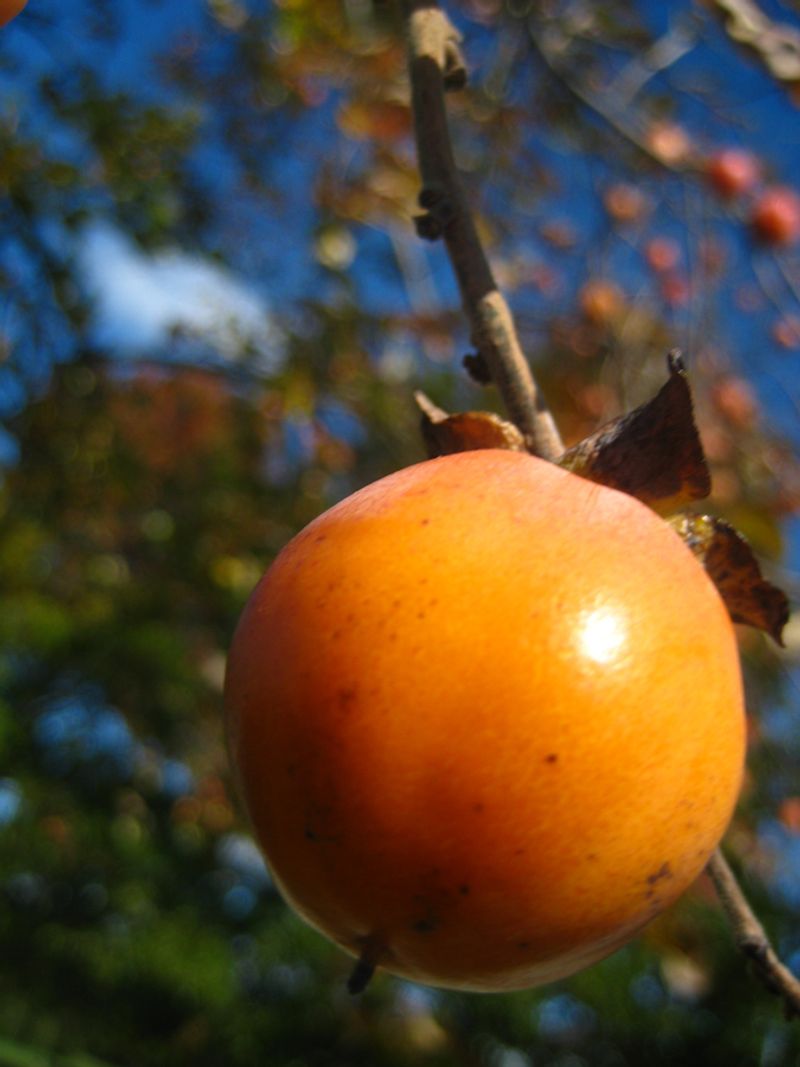 Wild American Varieties Exist