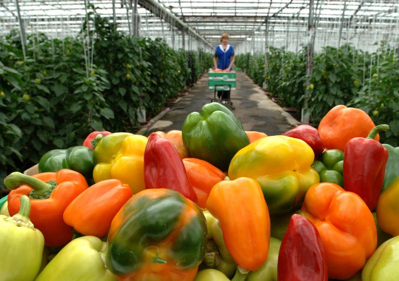 Conventional Bell Peppers: The Pesticide Magnets