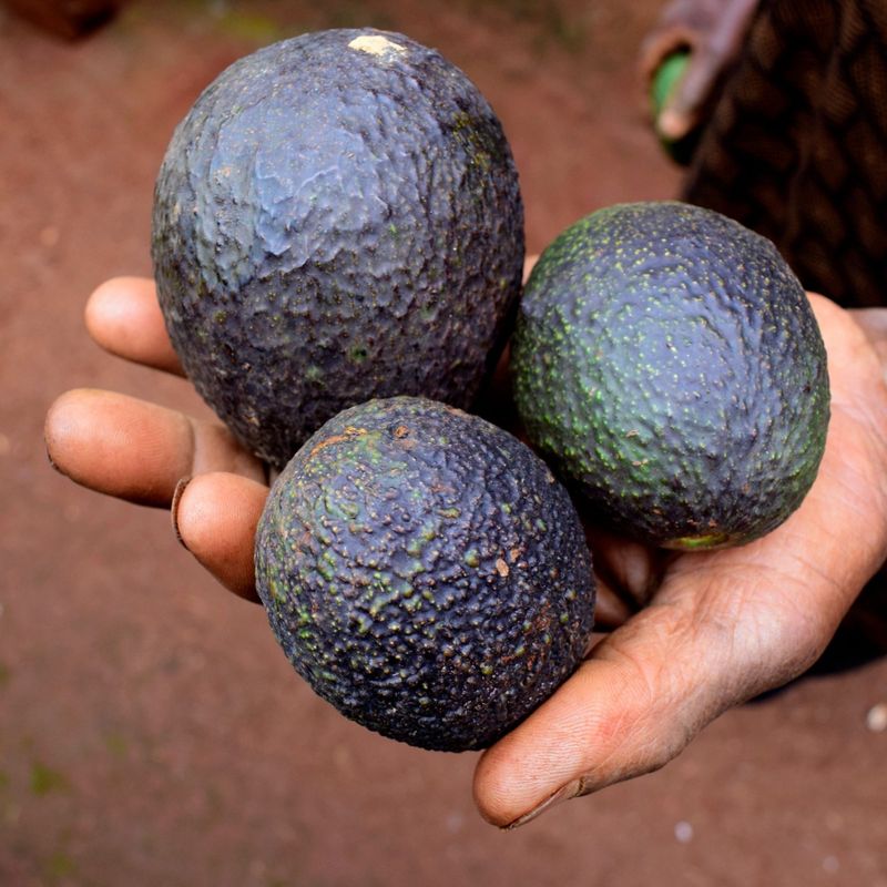 Avocado Skin: Toxic Trouble