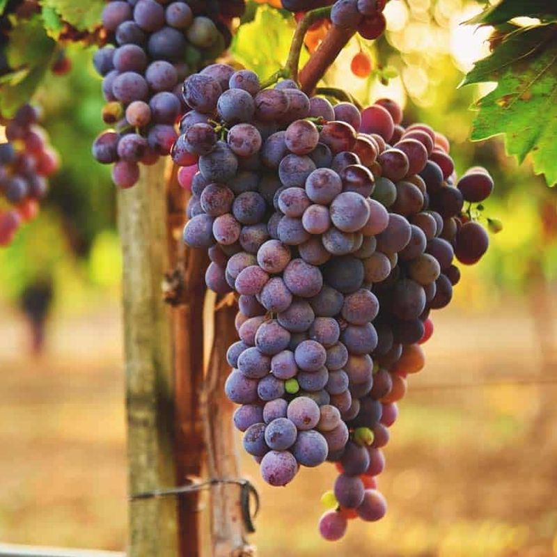 Concord Grapes