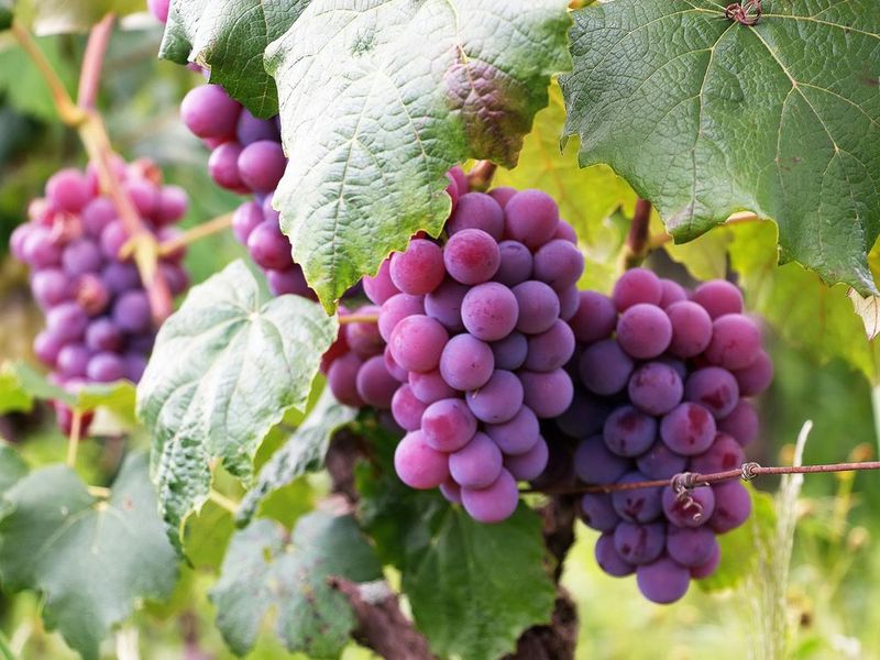 Purple Grapes
