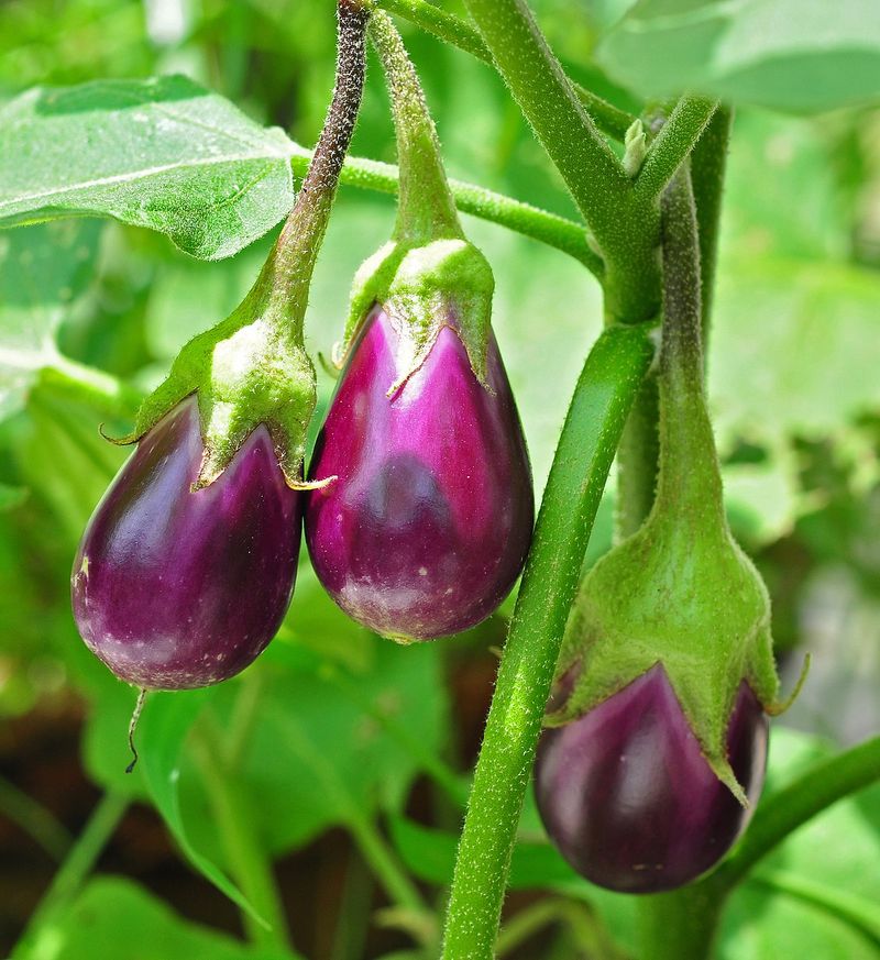 Eggplants