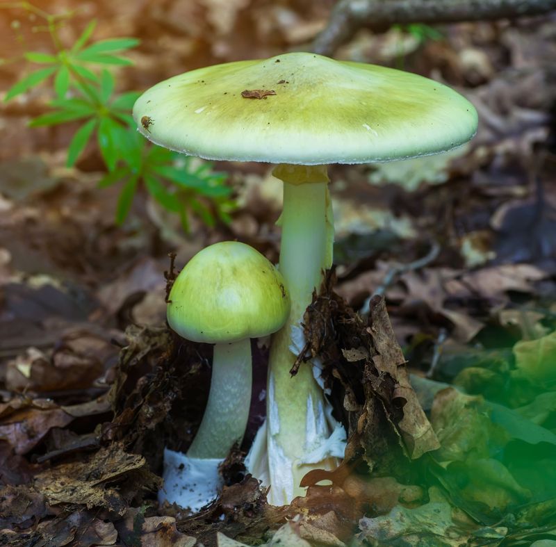 Wild Mushrooms