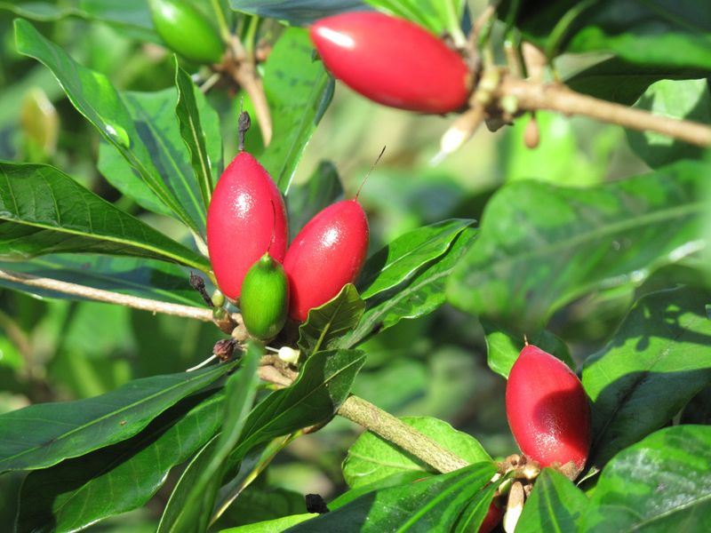 Miracle Fruit