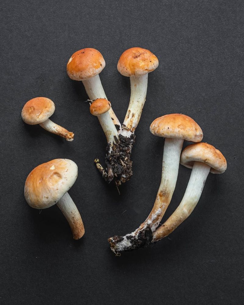 Mushrooms