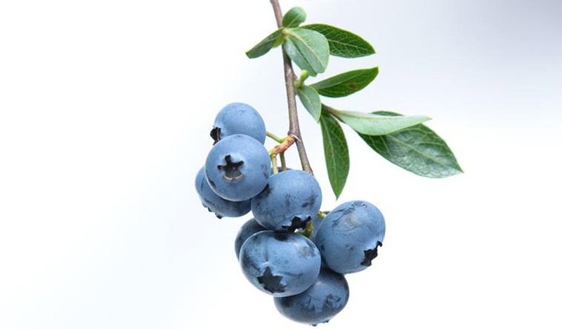 Blueberries
